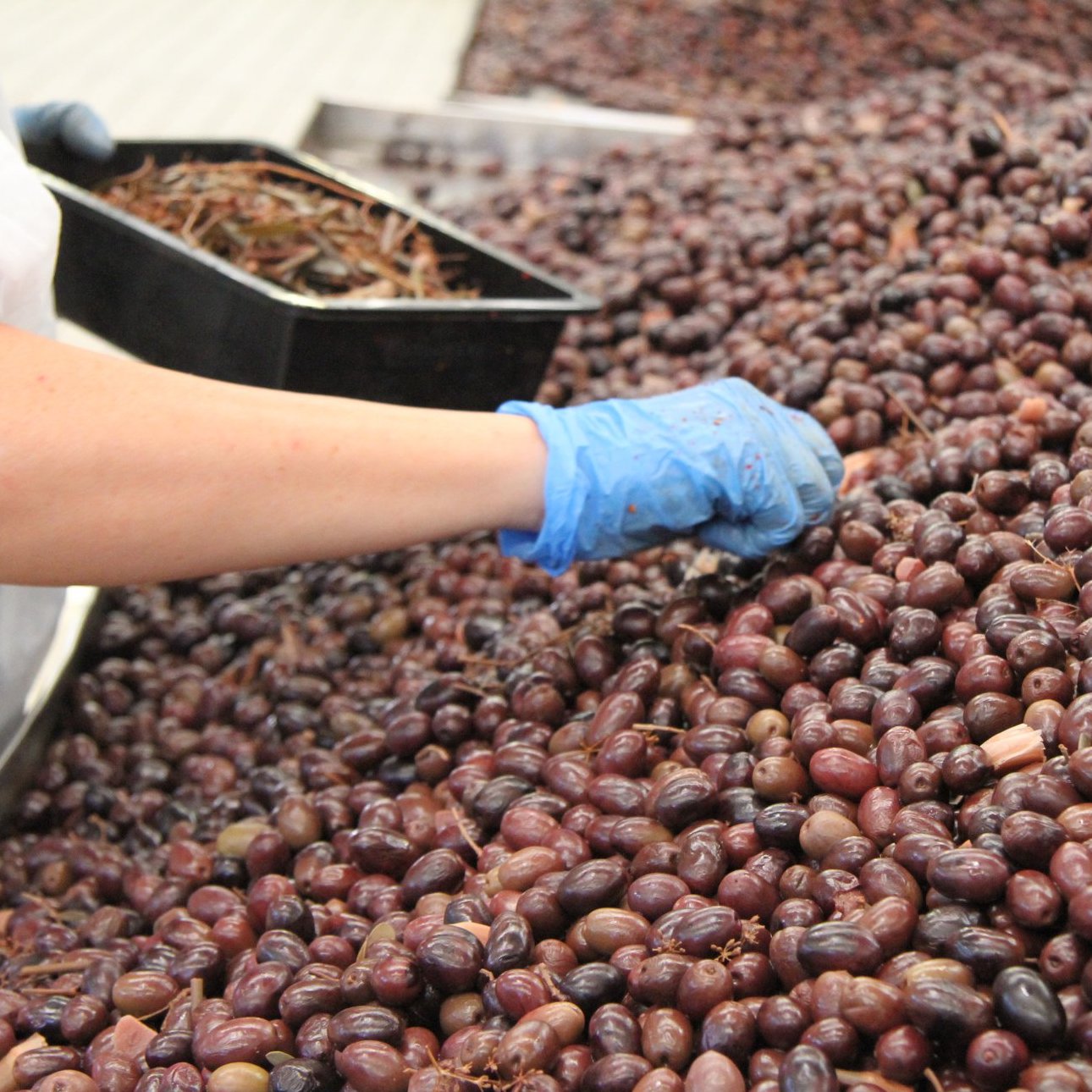Women doing quality control on olives