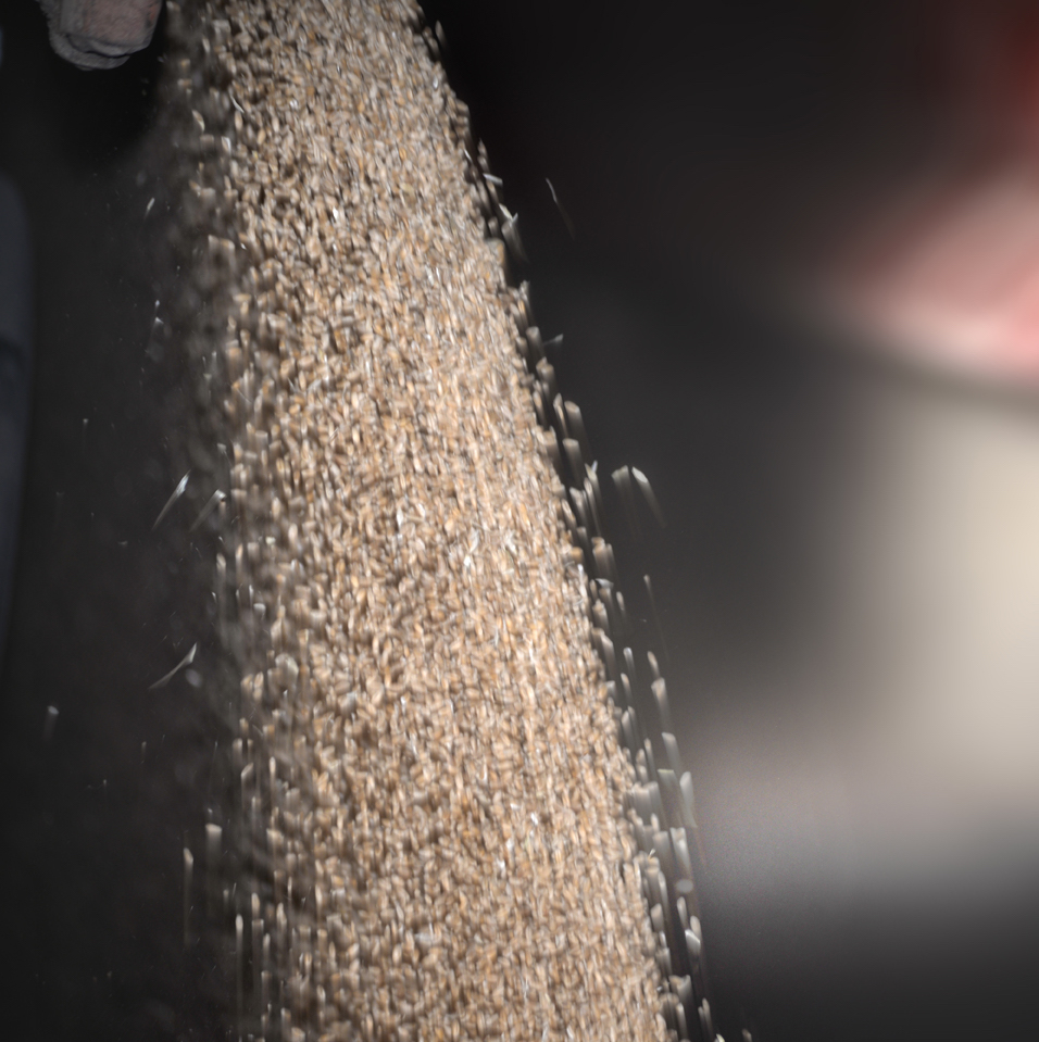 Grinding of wheat grains