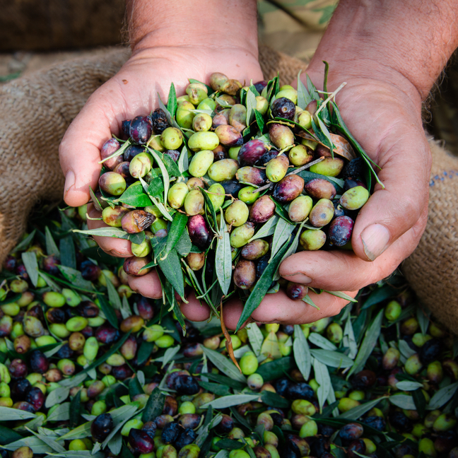Harvested fresh olives in the hands of farmer
