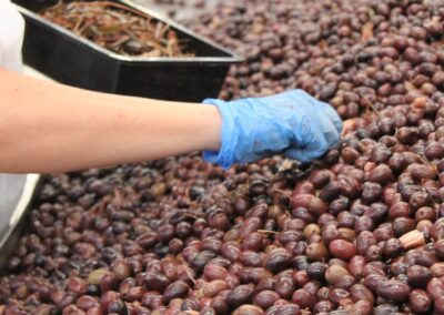 Women doing quality control on olives