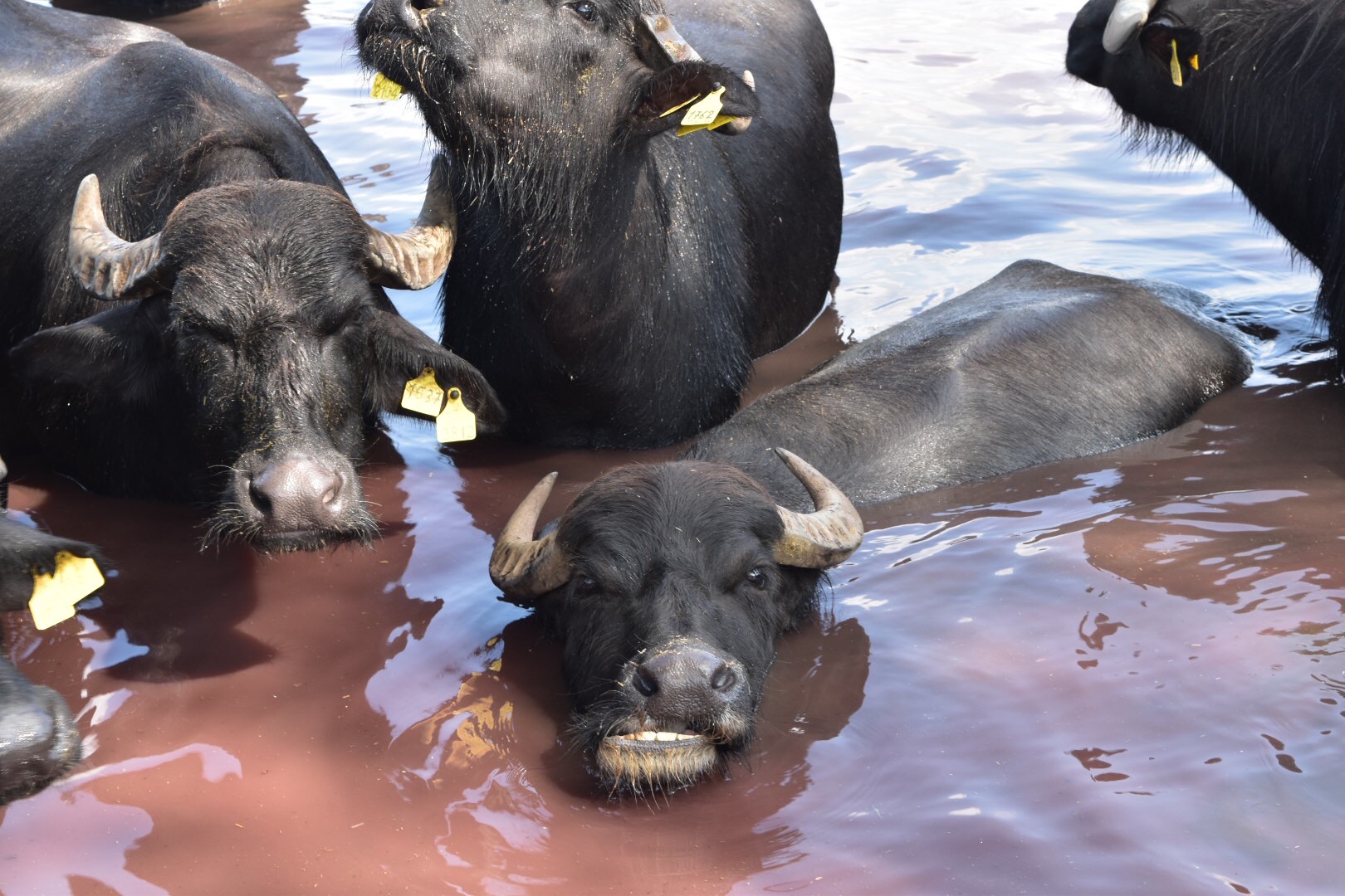 buffalo enjoying time together 