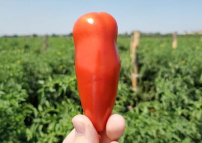 A San Marzano Tomato being held up in a field