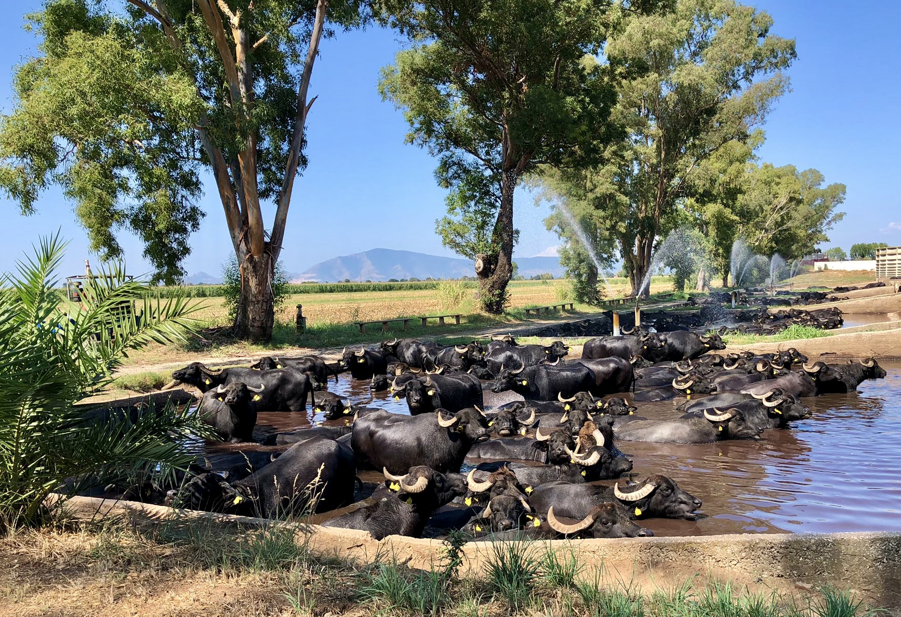 Buffalo's at Torre Lupara