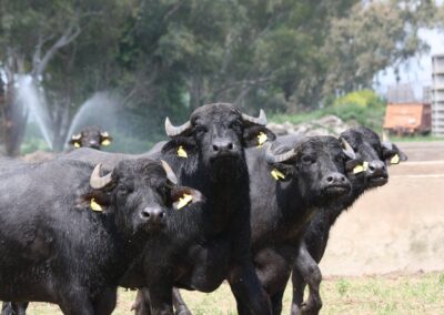 Torre Lupara Buffalo