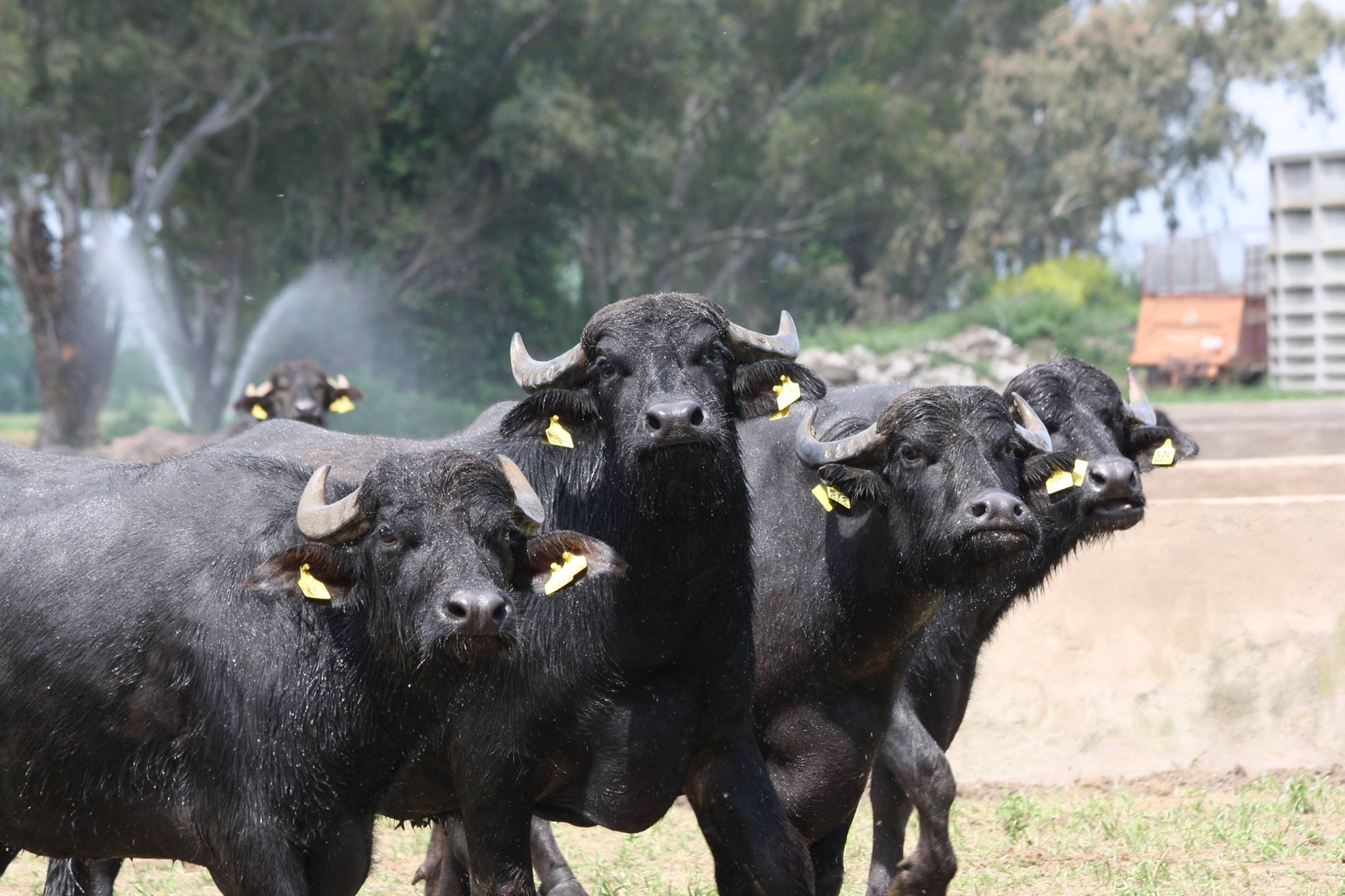 Torre Lupara Buffalo 