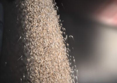 Grinding of wheat grains