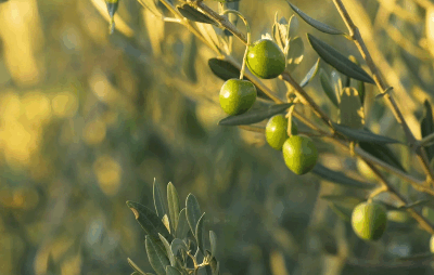 Make Olive Oil Your Daily Ritual