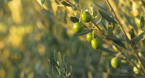 Make Olive Oil Your Daily Ritual