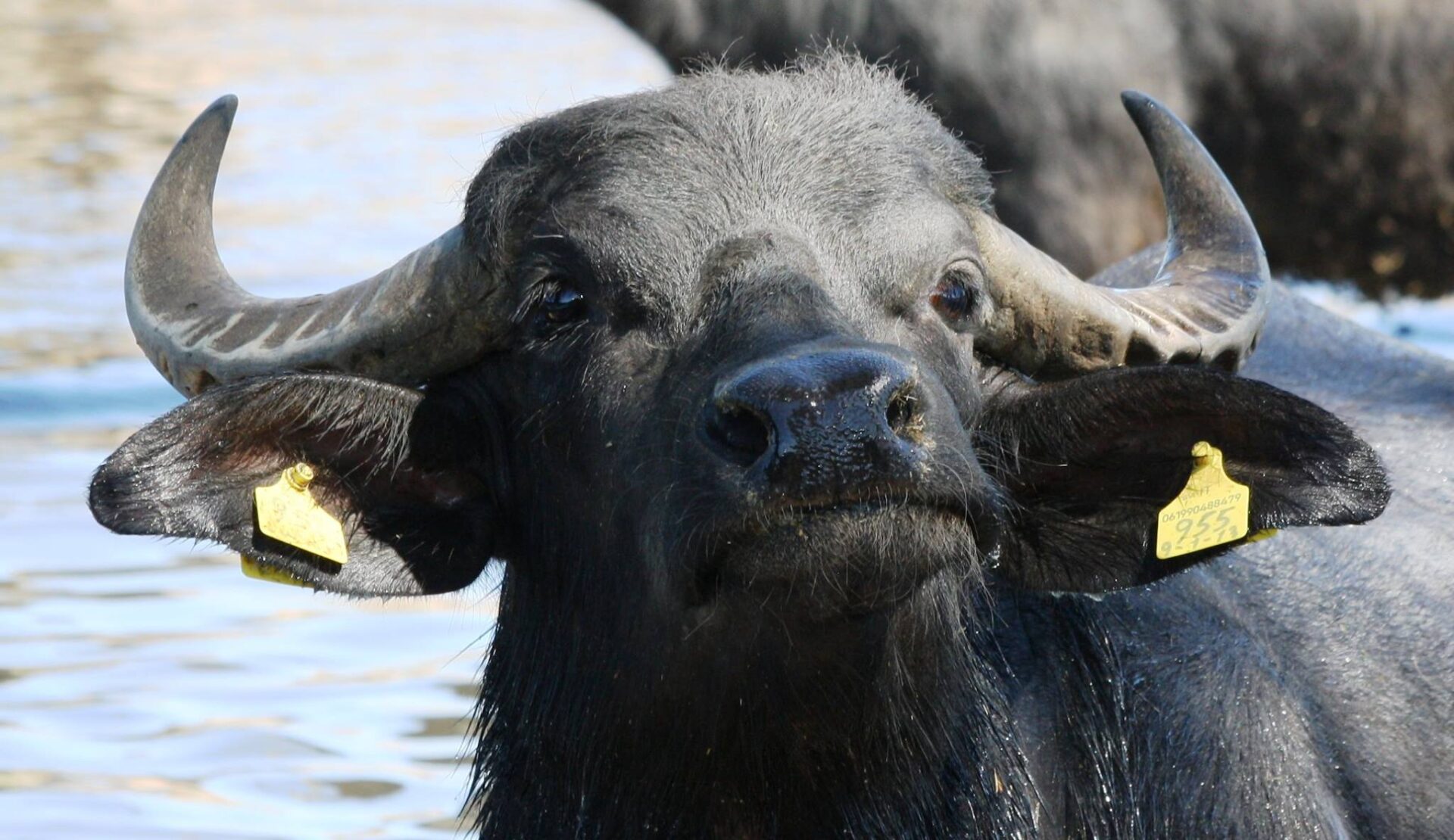 smiling buffalo